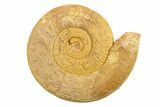 Jurassic Ammonite (Hildoceras?) Fossil - Morocco #289721-1